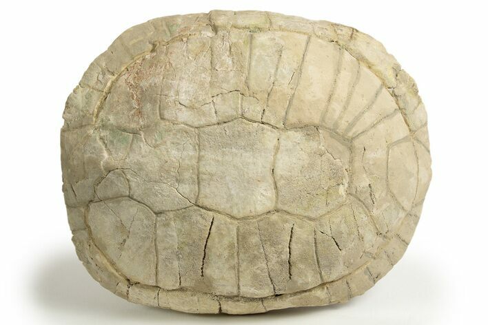 Inflated Fossil Tortoise (Stylemys) - South Dakota #316906